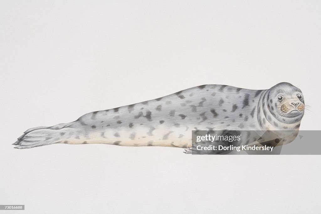 Illustration, Grey Seal (halichoerus grypus) lying on its front, side view.