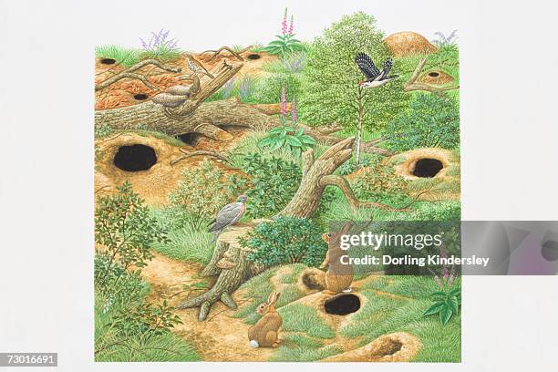 illustration, rabbits and birds inhabiting woodland scene with green vegetation, fallen trees and holes in the ground leading to lairs and underground tunnels. - rabbit burrow stock illustrations