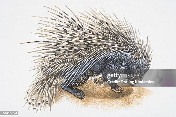 ilustraciones, imágenes clip art, dibujos animados e iconos de stock de illustration, crested porcupine (hystrix cristata) digging in ground, side view. - puercoespín