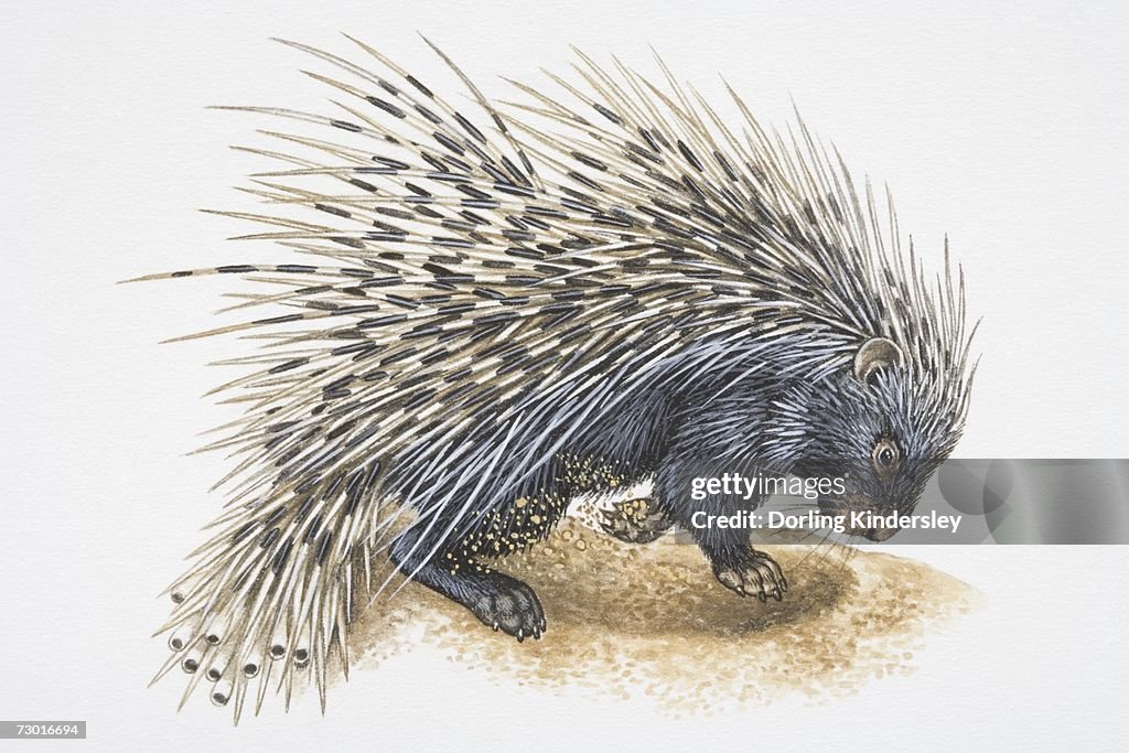 Illustration, Crested Porcupine (Hystrix cristata) digging in ground, side view.