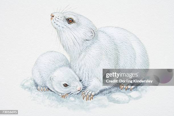 illustrations, cliparts, dessins animés et icônes de illustration, white adult and baby arctic lemmings (dicrostonyx torquatus), side view. - hémisphère nord