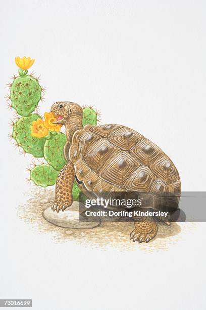 illustration, desert tortoise (gopherus agassizii) feeding on flowering cactus plant, side view. - sonoran desert animals stock illustrations