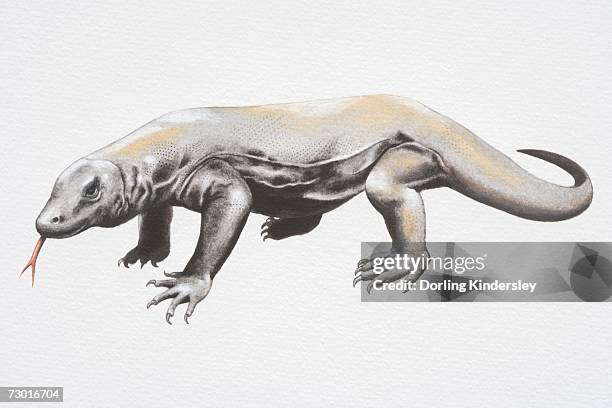 illustration, komodo dragon (varanus komodoensis), side view. - komodo dragon tongue stock illustrations