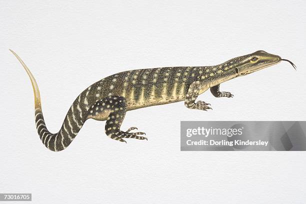 stockillustraties, clipart, cartoons en iconen met illustration, gould's monitor or sand goanna (varanus gouldii), side view. - gespleten tong