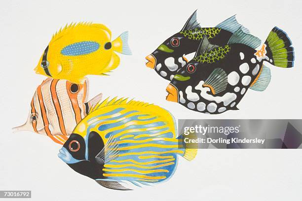 illustration, two clown triggerfish (balistoides conspicillum), a butterfly fish (chaetodontidae),  copperband butterfly fish (chelmon rostratus) and imperial angelfish (pomacanthidae), side view. - clown triggerfish stock illustrations