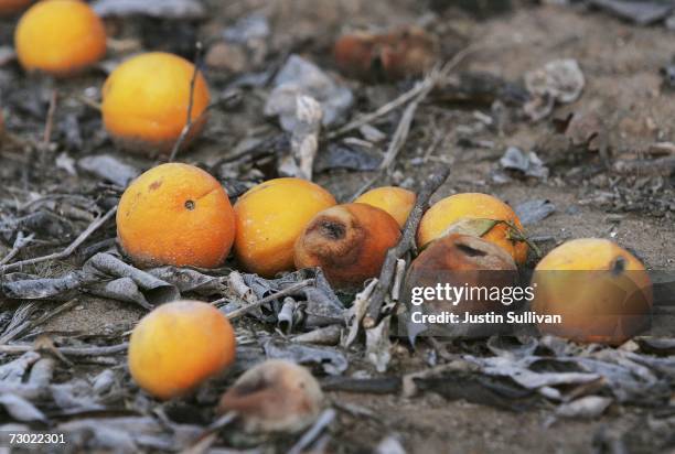 Damaged oranges sit on the ground in an orange grove January 17, 2007 in Orange Cove, California. California governor Arnold Schwarzenegger declared...