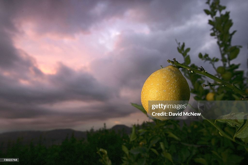 Cold Snap Endangers California Crops