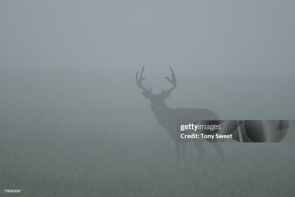 Stag standing in field in fog at dawn