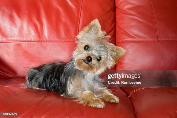 yorkshire terrier sitting on sofa - yorkshire terrier playing stock pictures, royalty-free photos & images
