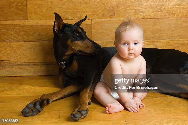 child (18-24 months) sitting on floor with doberman - white doberman pinscher stock pictures, royalty-free photos & images