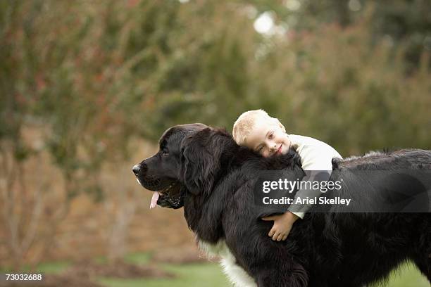 boy (6-7) hugging black newfoundland outdoors - newfoundlandshund bildbanksfoton och bilder