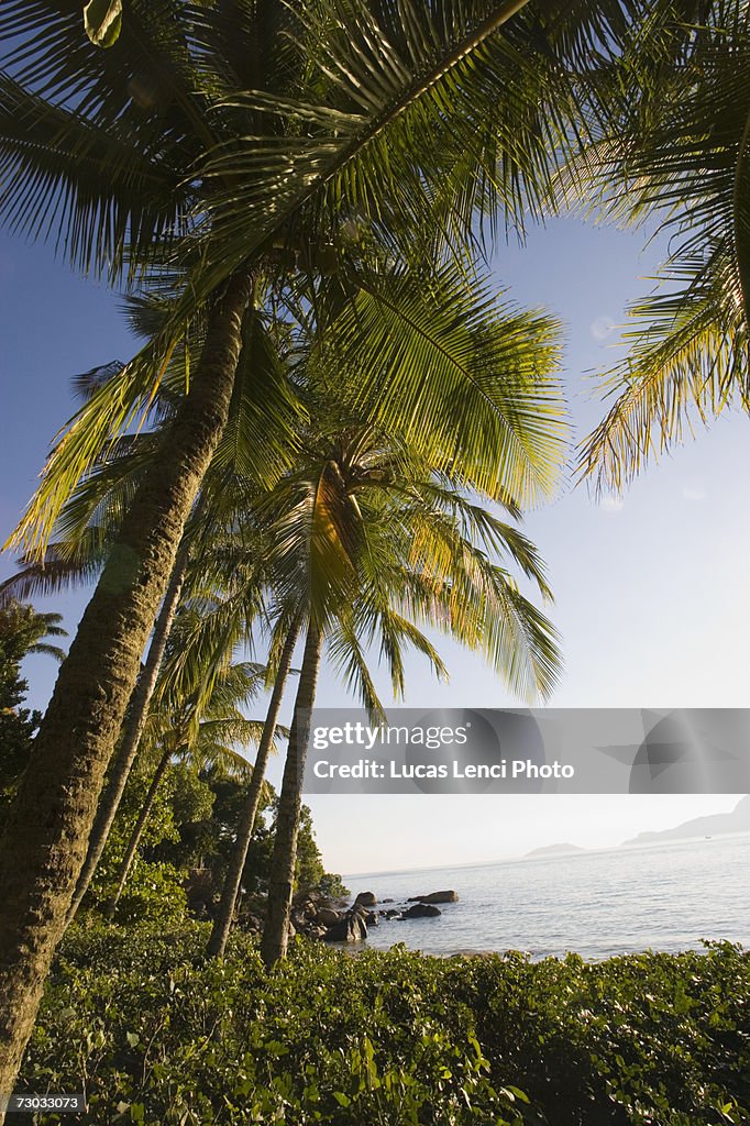 Coconut trees on shore, low angle view