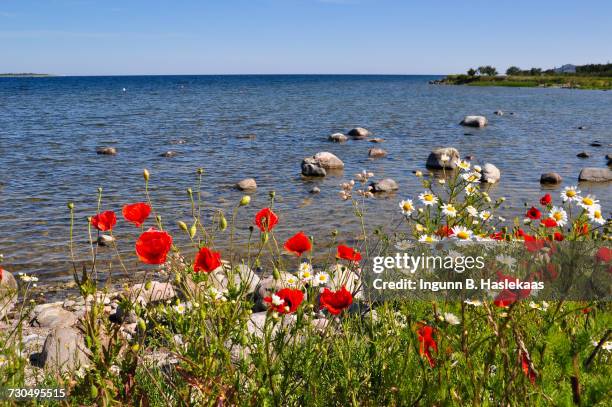 world oceans day - camomille stock pictures, royalty-free photos & images