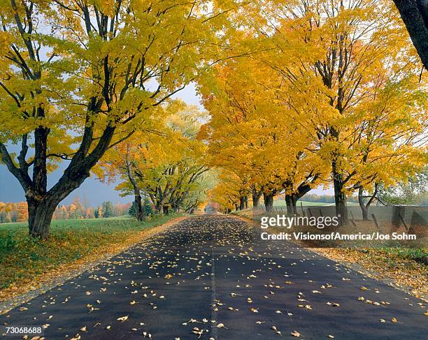 "peacham, road in autumn, vermont" - comté caledonia photos et images de collection