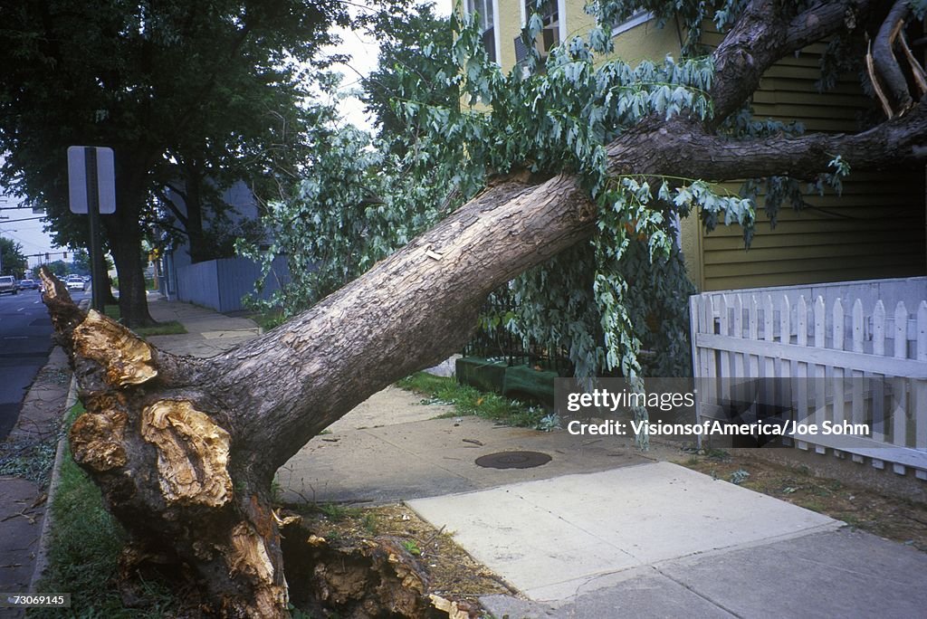 "Tornado damage, downed tree between two houses, Alexandria, VA"