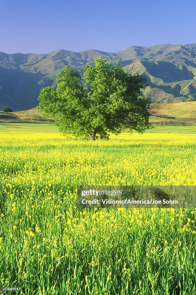 "California Oak in Mustard Field with Topa Topa Mountains, Ojai, CA"