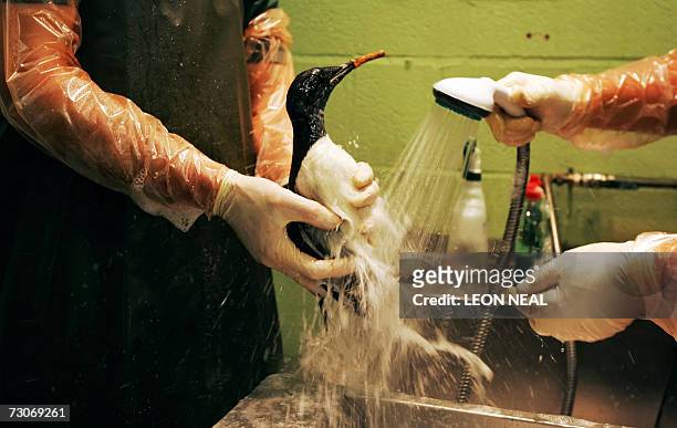 Staff from the West Hatch RSPCA Animal Centre work to remove the oil from Guillemots 22 January 2007, after pollution in the water around Portland,...
