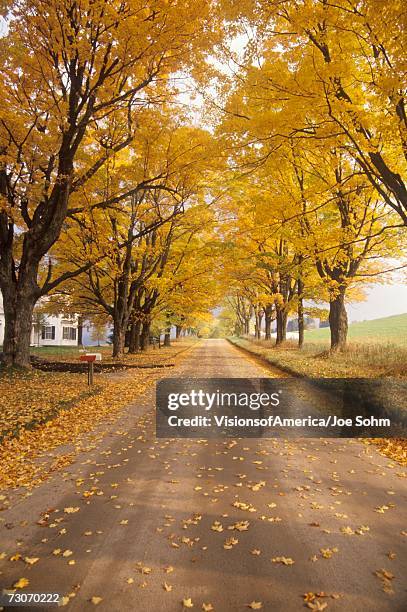 "leaves are turning yellow alongside a rural road in peacham, vermont" - comté caledonia photos et images de collection