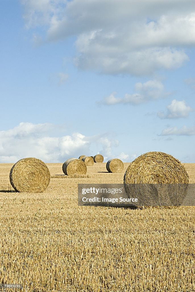 Bales of hay in a field