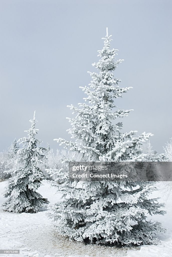 Snow covered trees