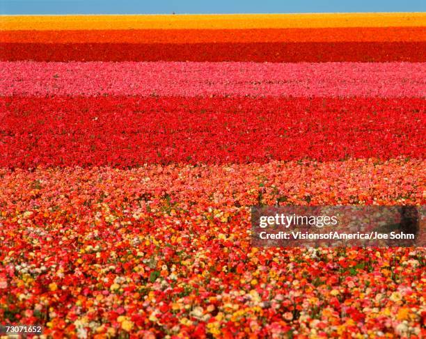 "field of ranunculus flowers at carlsbad ranch in san diego, california" - carlsbad california stockfoto's en -beelden