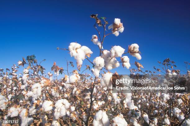 "cotton field in tucson, az" - planta do algodão imagens e fotografias de stock