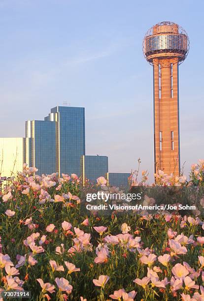 "wildflowers and dallas, tx skyline at sunset with reunion tower" - reunion tower stock-fotos und bilder