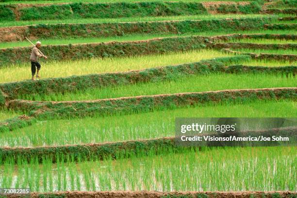 terraced rice paddies in kunming, people's republic of china - paddy fields yunnan stock-fotos und bilder