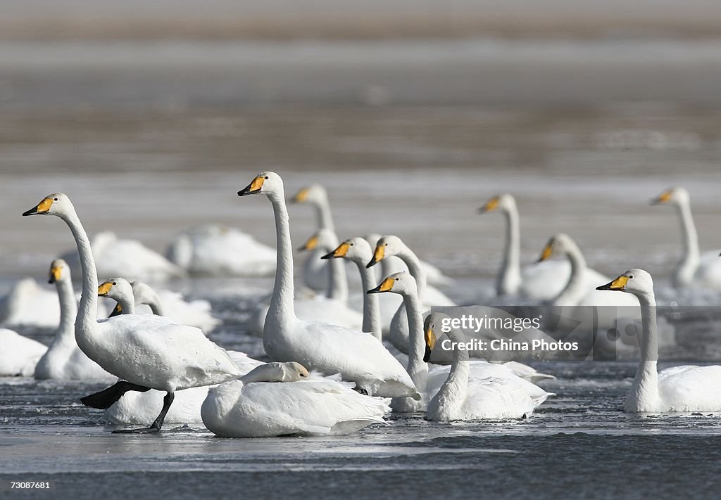 China Increases Bird Flu Vigilance