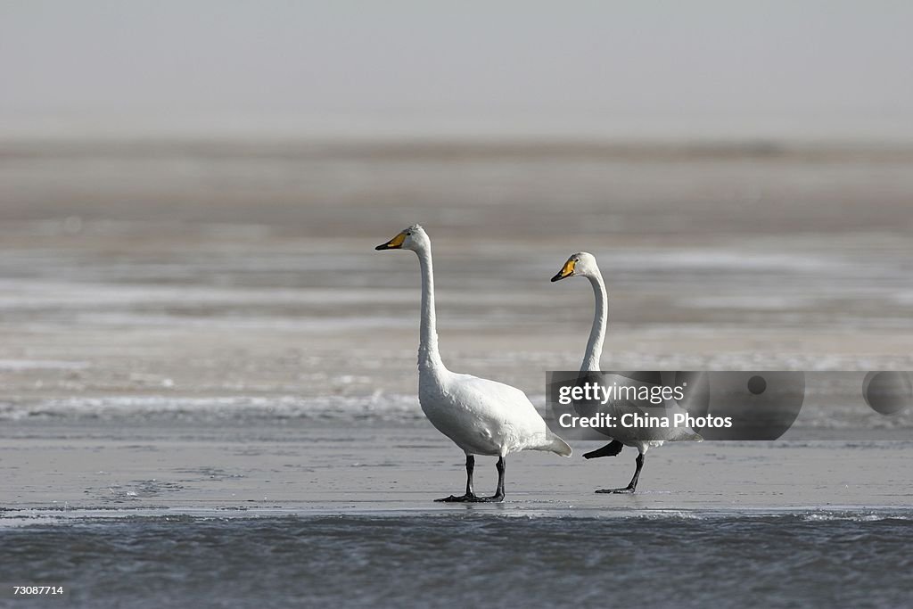 China Increases Bird Flu Vigilance