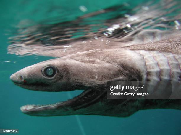 In this handout picture released by Awashima Marine Park, a 1.6 meter long Frill shark swims in a tank after being found by a fisherman at a bay in...