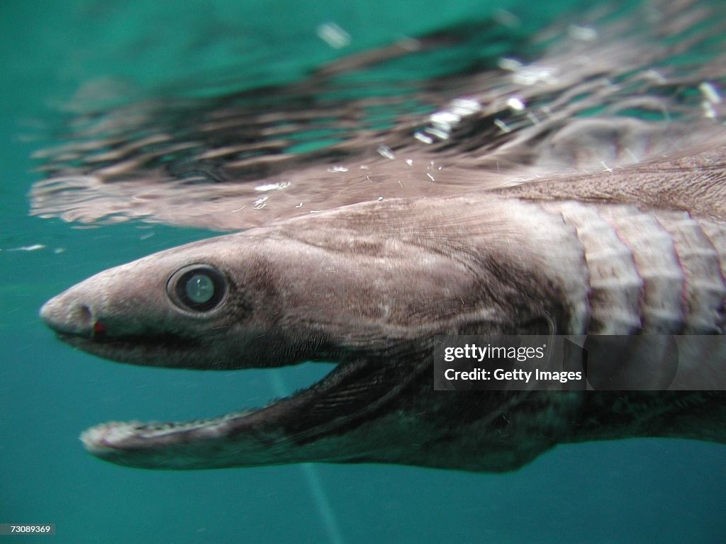 Deep-Sea Fish, Frill Shark Found Alive In Numazu, Japan