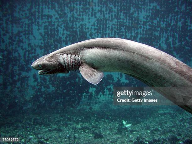 In this handout picture released by Awashima Marine Park, a 1.6 meter long Frill shark swims in a tank after being found by a fisherman at a bay in...