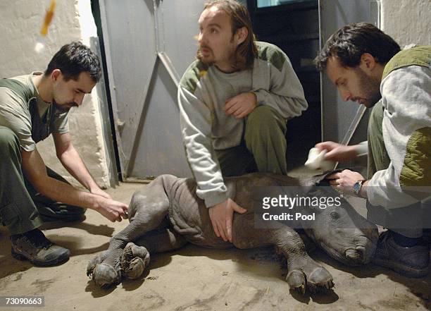 Staff of the Budapest Zoo Matyas Liptovszky, Peter Czifra, and Viktor Molnar examine a new-born southern white rhinoceros calf on January 24, 2007 in...