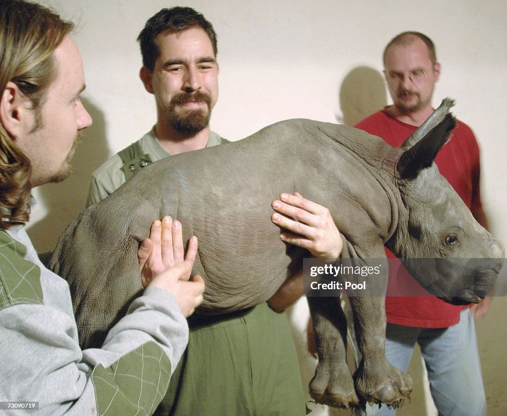 Southern White Rhinoceros Born In Captivity