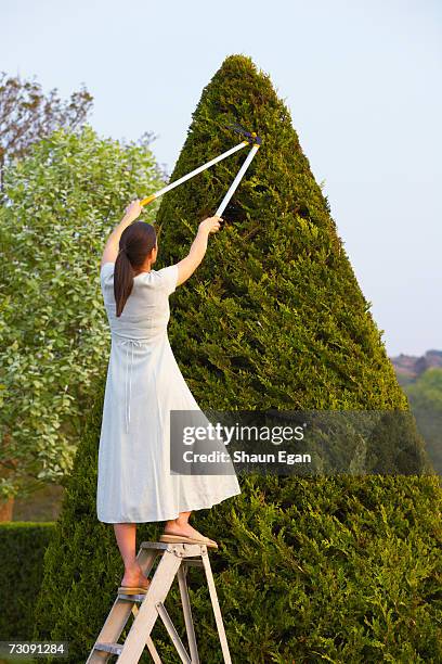 Tree Pruning Ladder Photos and Premium High Res Pictures - Getty Images
