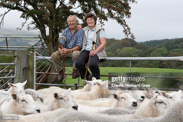 mature farmer couple sitting on fence of sheep pen - hirte stock-fotos und bilder