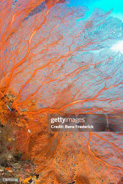 giant gorgonian sea fan (plexauridae sp.), close-up - gorgonia sp stock pictures, royalty-free photos & images