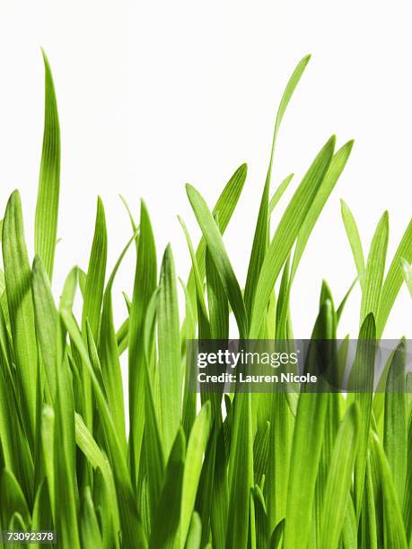blades of grass, close up - gräsblad bildbanksfoton och bilder