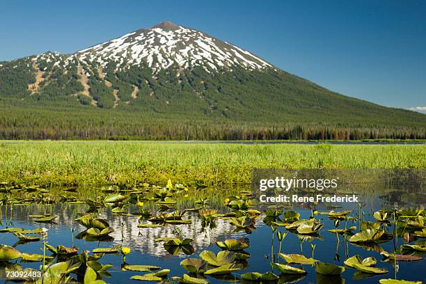 usa, eastern oregon, dutchman flats, lily pads in marsh - rene marsh stock pictures, royalty-free photos & images
