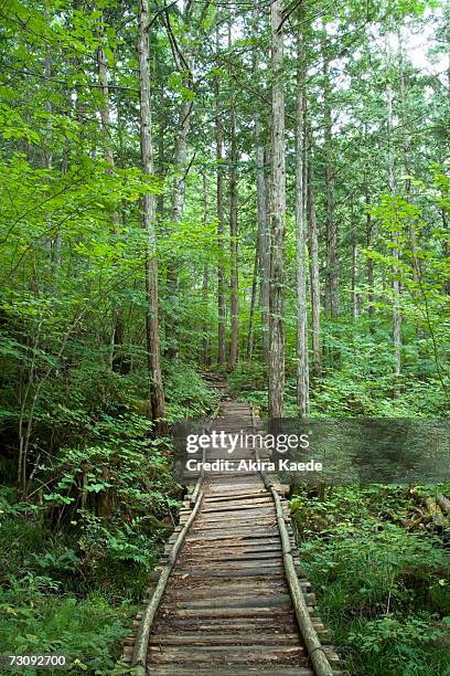 wood plank path leading into forest - akira lane ストックフォトと画像