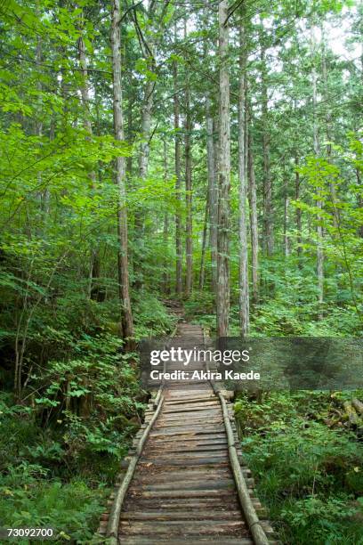 wood plank path leading into forest - akira lane stock pictures, royalty-free photos & images