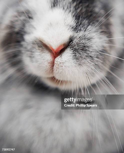 Rabbit Nose Photos and Premium High Res Pictures - Getty Images