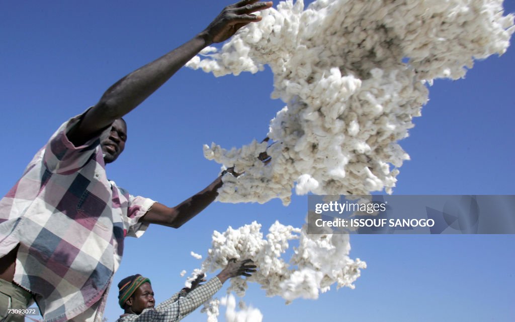 Two Burkinabese farmers throw coton boll