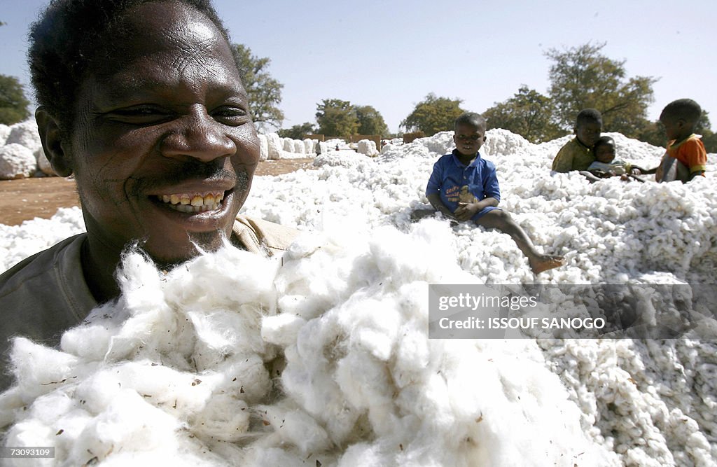 A Burkinabese farmer carries coton bolls