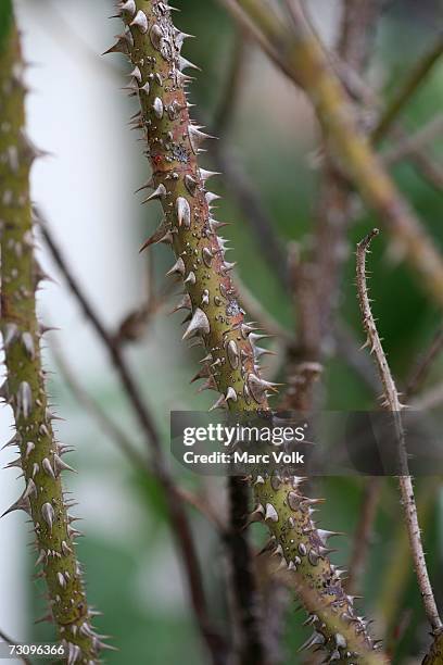 part of thorn bush - thorn foto e immagini stock