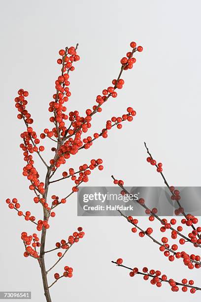 winterberry branches - winterberry holly stock pictures, royalty-free photos & images