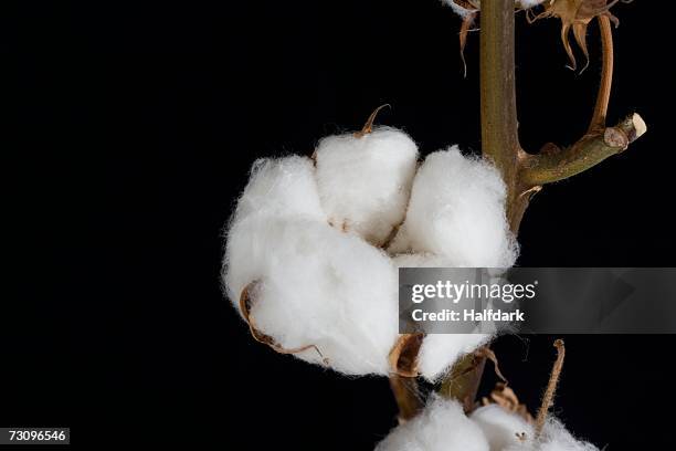close-up of a cotton boll plant - cotton plant isolated stock pictures, royalty-free photos & images