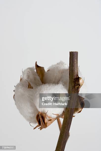 close up of cotton boll plant - cotton plant stock-fotos und bilder