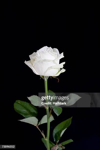 White Color Roses Single White Rose Isolated Photos and Premium High Res Pictures - Getty Images